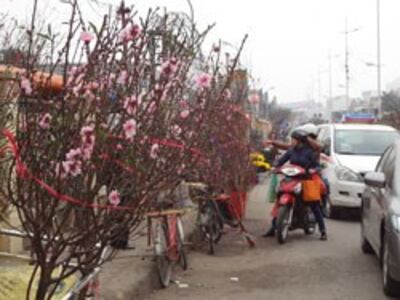 Hoa Đào Tết bán tại Hà Nội, ảnh minh họa chụp trước đây. RFA PHOTO.