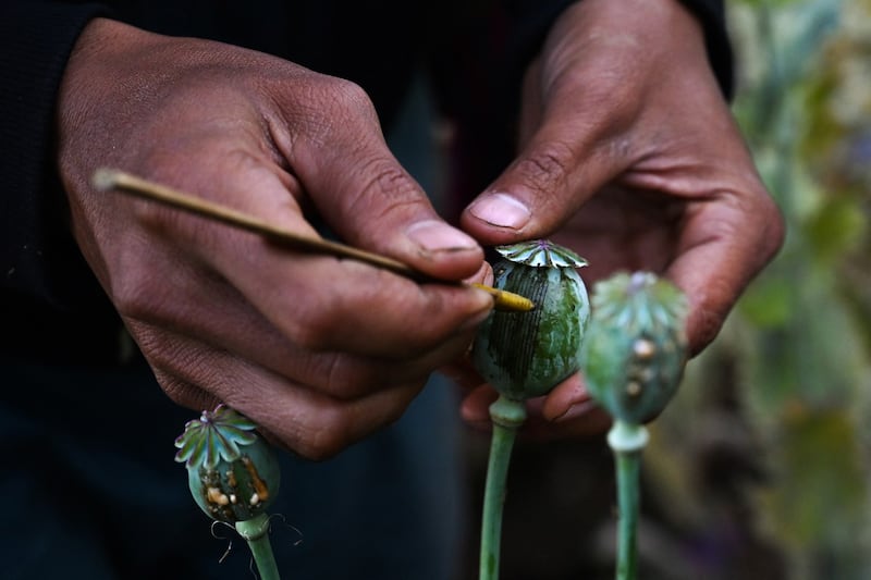 A man lances a poppy in an opium poppy field in Myanmar's Shan state, Feb. 3, 2019. Credit: AFP