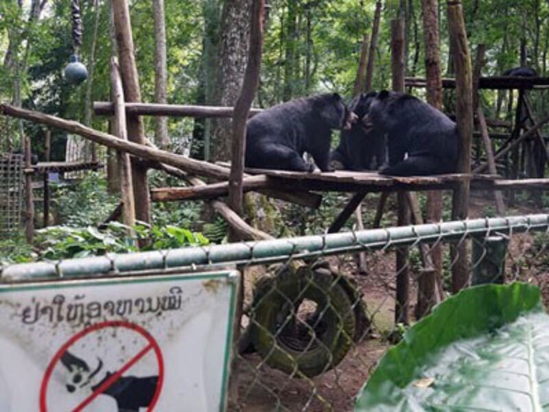 Three Asiatic black bears play at the Free the Bears Fund rescue center in Kuangxi Waterfalls Park near Luang Prabang in northern Laos, August 2017.