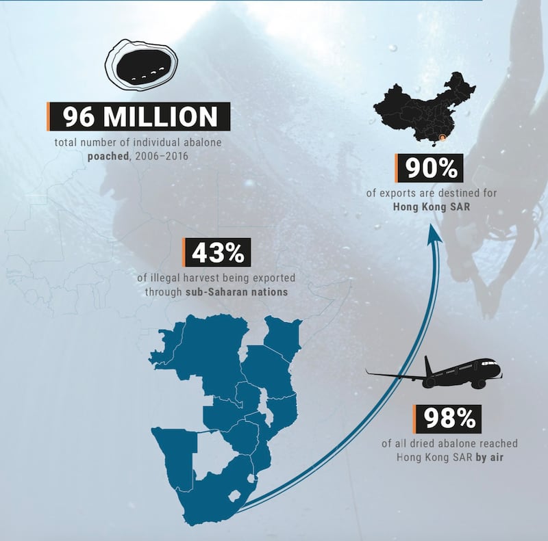 国际野生物贸易研究组织（TRAFFIC）的调查报告发现，犯罪集团在南非盗捕的鲍鱼，经由南非洲各国大宗出口至香港。（图片来源：TRAFFIC）