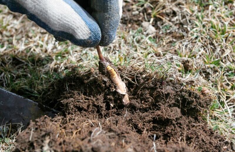 A Tibetan resident pulls caterpillar fungus from the ground on Laji Mountain in Guide county in western China's Qinghai province, May 12, 2007. (Simon Zo/Reuters)