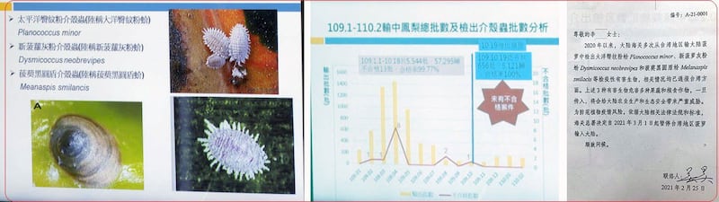 左图：中国大陆称台湾凤梨检出三种介壳虫（如图）。（记者李宗翰摄） 中图：台湾农委会指台湾凤梨进口中国去年合格率九成九以上，近四个月合格率百分之百。（记者李宗翰摄） 右图：中国海关总署26日公告自3月1日起暂停进口台湾的凤梨。（农委会提供）