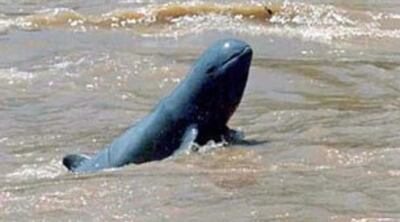 Cá Irrawaddy Dolphin Mekong [nguồn: Kratie Province Government, Cambodia] 