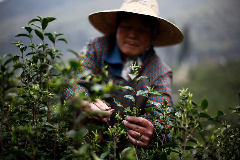 极端天气如干旱或强降雨都不利茶树生长，茶芽萌发变慢且变小。（路透社）