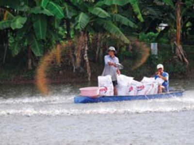 Nông dân đang cho cá tra ănở ĐBSCL, ảnh chụp trước đây. Photo courtesy of sgtt.