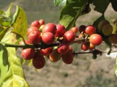 Loại cà phê robusta đang được ưa chuộng. AFP