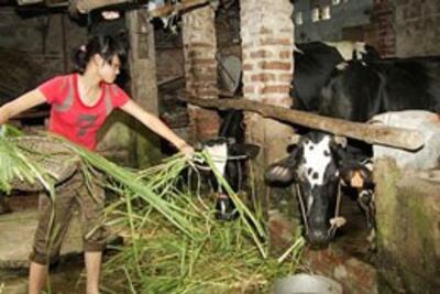 Nuôi bò sữa nhỏ lẻ trong các hộ gia đình. Photo BaHoat/vietlinh