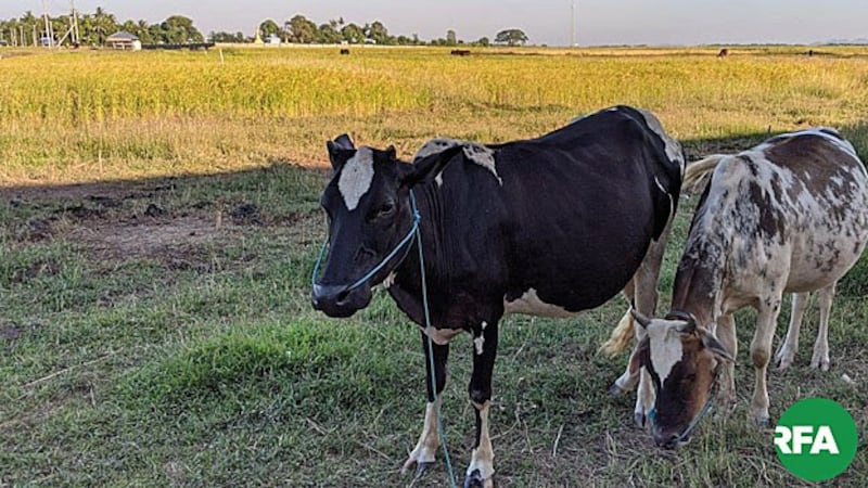 Cows graze on farmland near paddy fields in Sittwe township, western Myanmar's Rakhine state, in an undated photo.