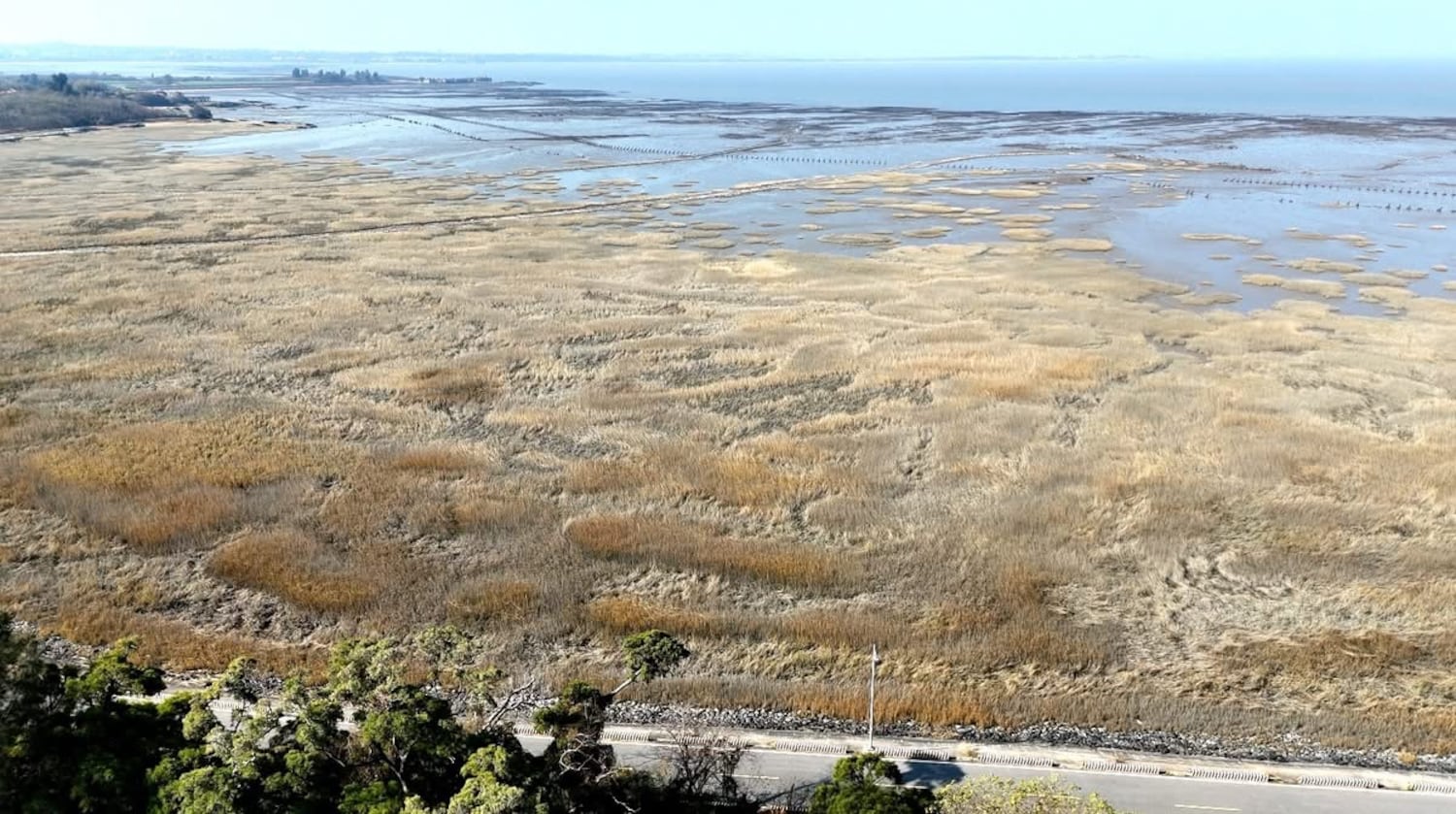 互花米草被称为“湿地杀手”，从中国入侵金门滩地后，严重破坏生物栖息环境。