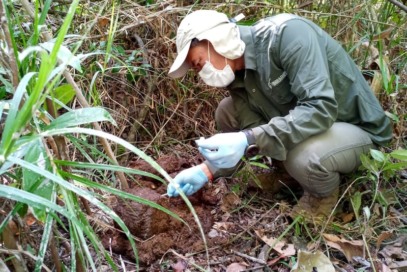 DNA analysis of Asian elephant dung was used to estimate the population of the endangered mammals in Prey Lang. Cambodia.