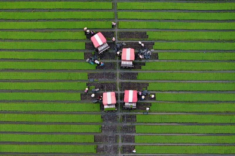 Farmers operate rice seedling transplanters in Taizhou, in eastern China's Jiangsu province, June 12, 2024. (AFP)