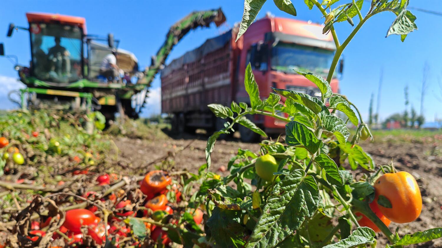 UK Parliament confronts ‘Italian’ tomato puree made with Uyghur forced labor