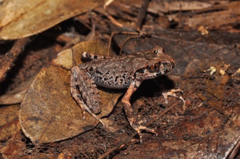 This 2010 photo of Leptobrachella neangi, or Cardamom leaf-litter frog, was taken at the Phnom Samkos Wildlife Sanctuary, Cambodia. Courtesy of WWF