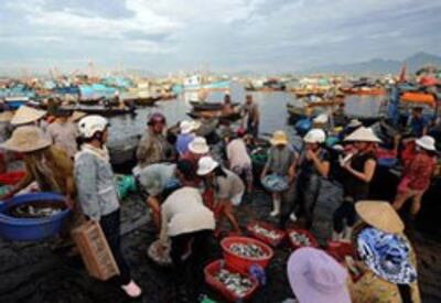 Ngư dân Đà Nẵng sau một chuyến đánh bắt hải sản. AFP photo.