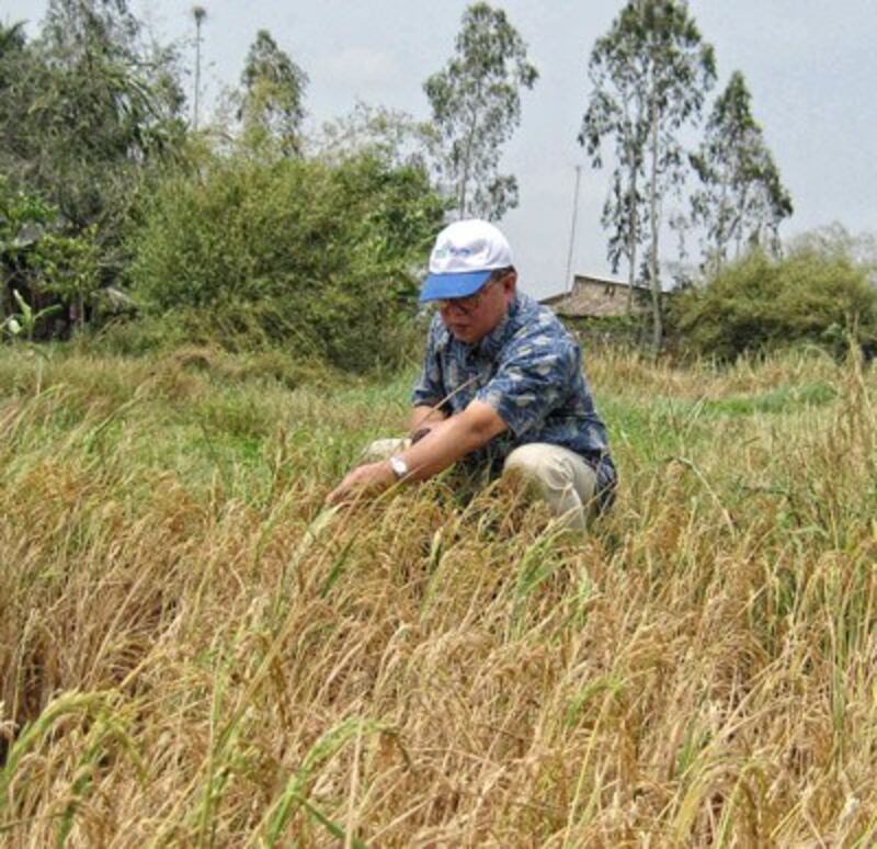 Gs Võ Tòng Xuân trên ruộng lúa bị cháy vì nhiễm mặn tại quận Gia Rai, Đồng Bằng Sông Cửu Long. (nguồn: Gs Võ Tòng Xuân. Đại học An Giang) 