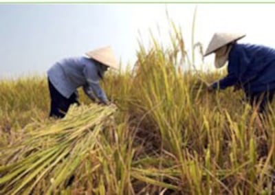 Lúa chín, mùa thu hoạch trên ĐBSCL- AFP photo