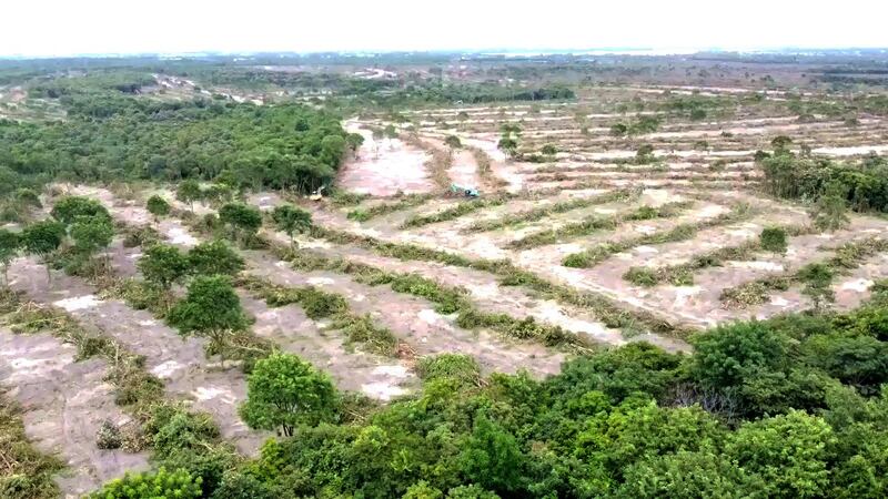 An Aug. 6, 2022 photo showing forest that has been cleared in recent days at Phnom Tamao. Credit: Chhoeun Daravy