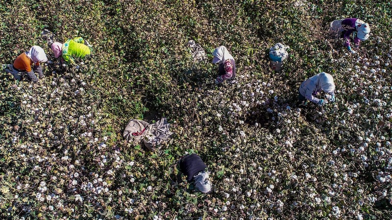 Farmers pick cotton in a field in Hami, in China's Xinjiang region, Oct. 14, 2018. AFP