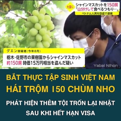 Truyền hình Nhật đưa tin cảnh sát bắt thực tập sinh hái trộm 150 chùm nho.