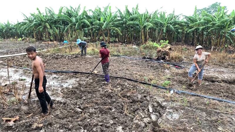 Laborers at a Chinese-invested banana plantation in the Sing district of Luang Namtha province in northern Laos, in May 2019. (RFA)