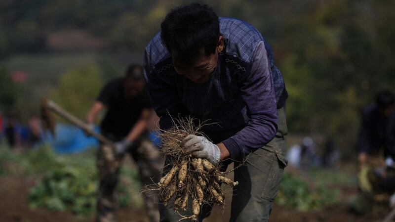 农药化肥不但让中药材的疗效大打折扣，也严重冲击环境生态。（法新社）