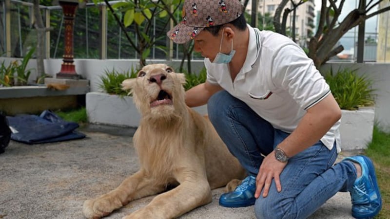 cambodia-lion-villa-phnom-penh-jul5-2021.jpg