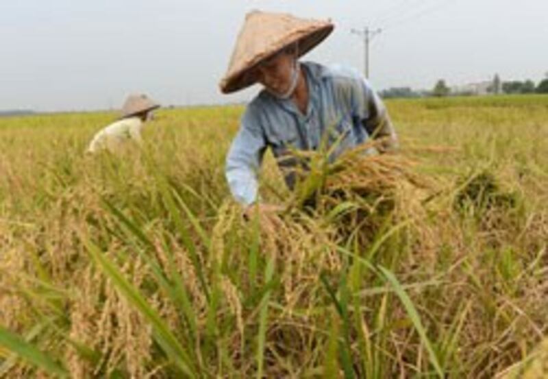 Nông dân trên cánh đồng lúa chín vàng. AFP photo 