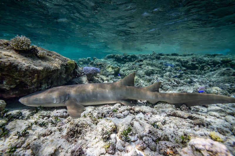 Decades after nuclear tests, reef thrives with fish, corals, apex predators