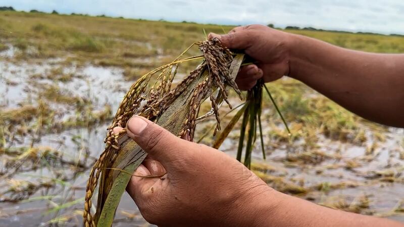 Farmer Zaw Myo shows rice destroyed by recent flooding in the Bago region. Credit: RFA