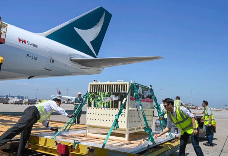 The pair of giant pandas gifted by the Chinese government to the Hong Kong Special Administrative Region in celebration of the 75th anniversary of the founding of the People's Republic of China arrive safely in Hong Kong, Sept. 25, 2024. (info.gov.hk)