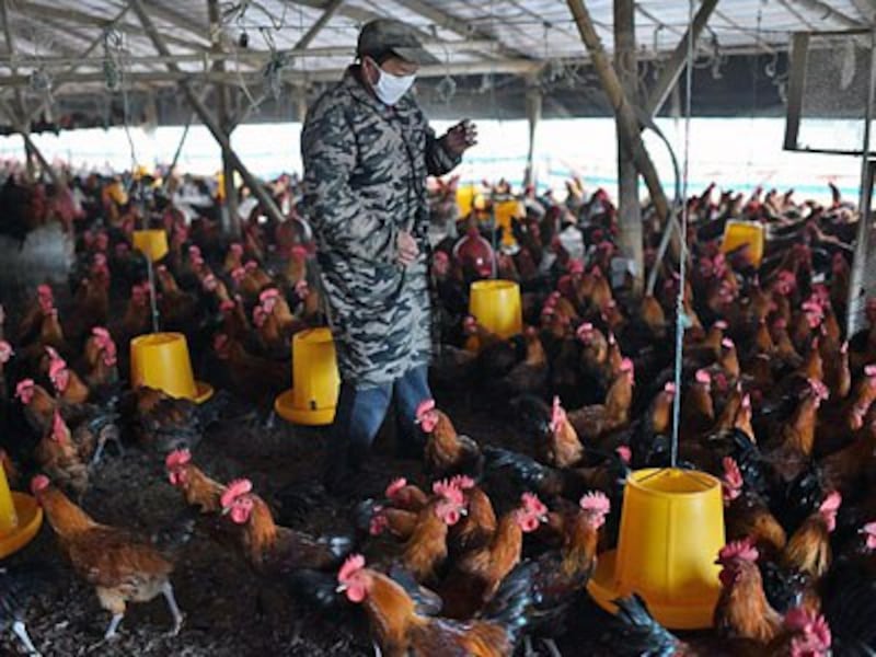 A worker walks amid chickens at a poultry farm in Hefei, eastern China's Anhui province, after superbugs were detected during routine health tests of pigs and chickens in southern China, Nov. 20, 2015.