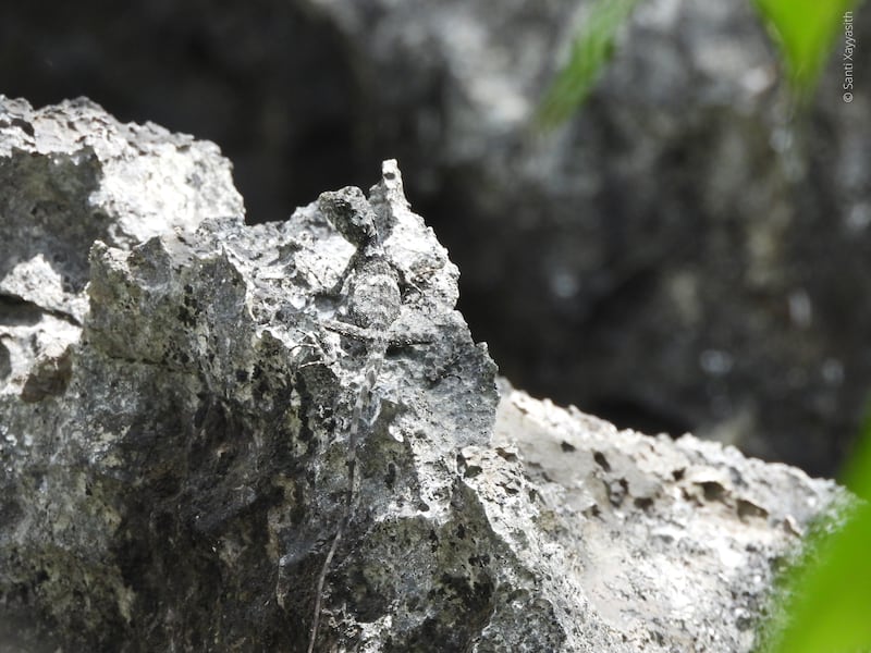 This undated photo released by World Wildlife Fund shows a Laos karst dragon lizard camouflaged on a jagged limestone pinnacle. The species is only found on limestone pinnacles 50-70 meters high.