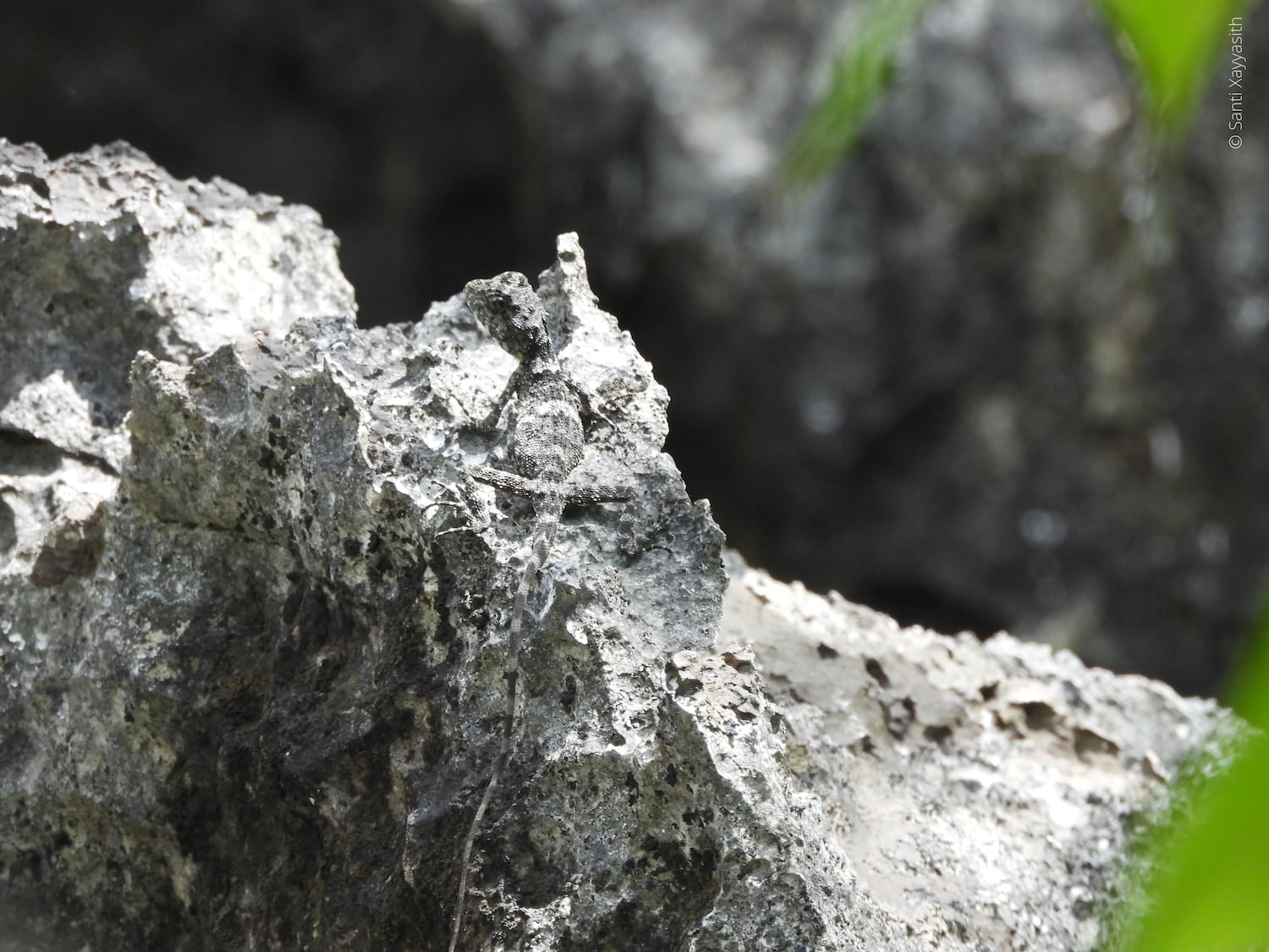 This undated photo released by World Wide Fund for Nature shows a Laos karst dragon lizard camouflaged on a jagged limestone pinnacle. The species is only found on limestone pinnacles 50-70 meters high.