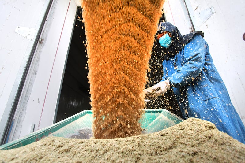 A worker loads newly harvested paddy grains to a storage warehouse in Yangzhou, China, Oct. 25, 2019.