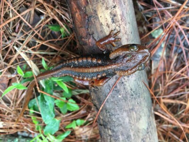 This 2019 photo of Tylototriton phukhaensis, or Doi Phu Kha newt, was taken in Doi Phu Kha National Park, Nan province, Thailand. Courtesy of WWF