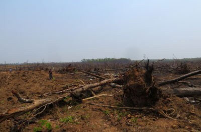 A file photo shows uprooted trees on land which was previously occupied by members of the Kouy indigenous ethnic minority in Preah Vihear province. Credit: RFA