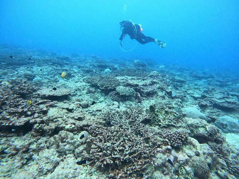 今年6月台湾海洋团队调查发现，东沙外环礁部分海域的珊瑚死亡率达80%以上。（郑明修研究团队提供）