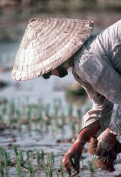 Nông dân chân lấm tay bùn. AFP