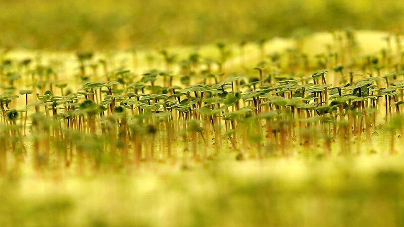 近年中国积极扶植种子企业，企图成为“农业芯片大国”。（路透社）