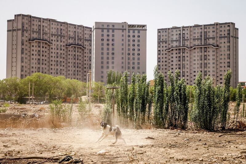 A dog is chained next to the site where a now demolished mosque used to stand in Karakax outside Hotan, Xinjiang Uyghur Autonomous Region, China, April 29, 2021. (Thomas Peter/Reuters)