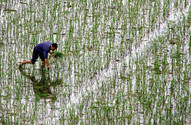 湖南是中国13个粮食主产省之一，水稻播种面积、总产量均居全中国第一。图为湖南省长沙农民在田里种植水稻。（美联社）