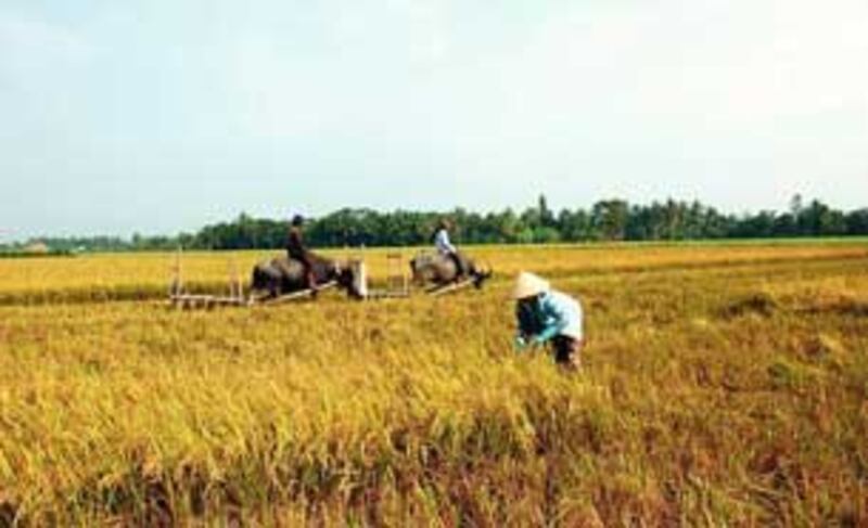 Nông dân đang gặt lúa vụ Đông Xuân 2010 ở ĐBSCL. Photo By Bay Van Tran.