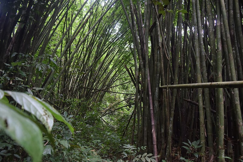 5 Dense forest in Khao Laem National Park, where forest rangers said they often catch groups of Myanmar nationals crossing and turn them over to the police. Taken on Aug. 18, 2024.JPG