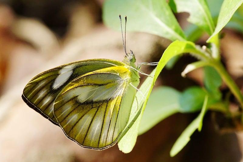 Appias olferna peducaea. Credit: Wikicommons/Peellden.