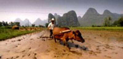 farmer_ox-200.jpg