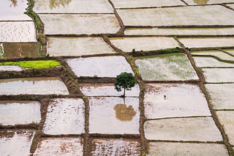 A tree is seen in rice fields in Laos, July 16, 2022. (Reuters)