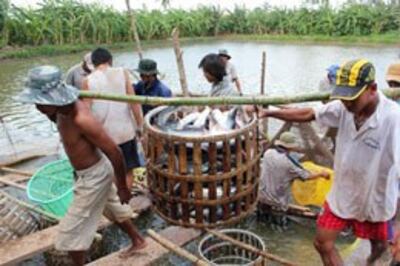 Nông dân nuôi cá tra ở đồng bằng sông Cửu Long. Source Vietfish.org